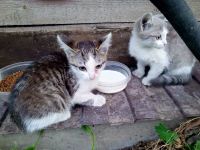 Лот: 25548025. Фото: 3. Котёнок. Растения и животные