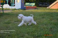 Лот: 12105684. Фото: 2. Щенок белого цвергшнауцера, девочка. Животные и уход