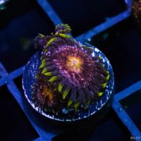 Лот: 12819417. Фото: 2. палитойя нирвана. Аквариумистика