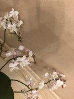Лот: 15228767. Фото: 3. Орхидея фаленопсис Willd White... Растения и животные