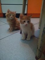 Лот: 6692471. Фото: 2. Котята курильский бобтейл. Животные и уход