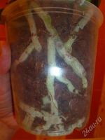 Лот: 2794387. Фото: 3. орхидея фаленопсис(темный)отцвёл. Растения и животные