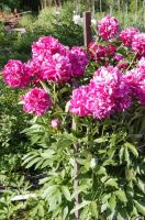 Лот: 4464023. Фото: 4. Пион бардовый. Корни. Красноярск