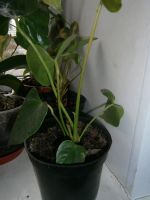 Лот: 10025650. Фото: 2. Сортовой. Антуриум. Anthurium... Комнатные растения и уход