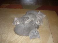 Лот: 7592142. Фото: 3. Шотландские котята. Растения и животные