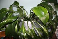 Лот: 3303678. Фото: 3. Эухарис большой 7 луковиц. Растения и животные