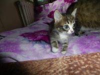 Лот: 6567789. Фото: 3. кошечки. Растения и животные