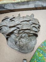 Лот: 20756960. Фото: 4. Искусства. Красноярск