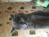 Лот: 14969028. Фото: 2. Котёнок. Животные и уход