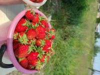 Лот: 4276597. Фото: 5. Виктория (Клубника садовая) домашняя...
