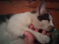 Лот: 9227346. Фото: 5. Котёнок ищет новый дом или нужна...