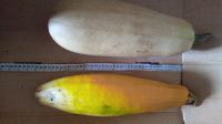 Лот: 14487246. Фото: 2. Кабачки. Продукты