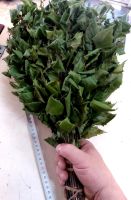 Лот: 9355286. Фото: 4. Куплю веник березовый оптом