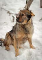 Лот: 6936858. Фото: 3. Собака Пуговка. Растения и животные