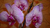 Лот: 6634736. Фото: 2. орхидея фаленопсис F7(цветёт). Комнатные растения и уход