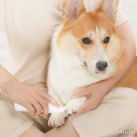 Лот: 17523154. Фото: 4. Машинка для стрижки животных Xiaomi... Красноярск