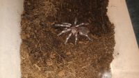 Лот: 14967101. Фото: 3. Паук птицеед. Растения и животные