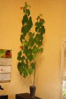 Лот: 5066929. Фото: 4. Абутилон Селло № 5 (комнатный... Красноярск