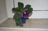 Лот: 5304414. Фото: 2. Глоксиния синяя (цветет!). Комнатные растения и уход