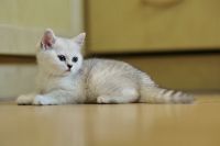 Лот: 11739407. Фото: 2. Британский котенок 2 мес - девочка1... Животные и уход