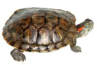 Лот: 4477306. Фото: 2. Отдам черепах. Животные и уход