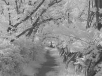 Лот: 9813903. Фото: 2. Инфракрасный ( модифицированный... Фотокамеры