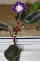 Лот: 2879154. Фото: 2. Глоксиния 22 (цветет). Комнатные растения и уход