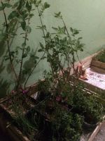 Лот: 7722813. Фото: 8. Гвоздика травянка Бриллиант. Многолетние...
