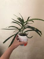 Лот: 17917852. Фото: 2. Кодиеум (кротон) Пиктум Спот. Комнатные растения и уход