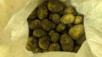 Лот: 14585945. Фото: 7. Картофель излишки сорт "Антонина...