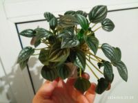 Лот: 23425023. Фото: 3. пеперомия Наполи найтс Peperomia... Растения и животные