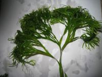 Лот: 15200588. Фото: 4. Папоротник Тайландский с шикарной... Красноярск