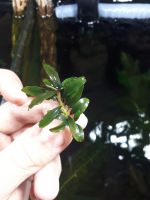 Лот: 18823779. Фото: 2. Busephalandra sp. Kualakuayan-1. Аквариумистика