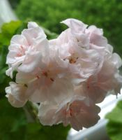 Лот: 13565979. Фото: 2. Пеларгония махровая зональная... Комнатные растения и уход