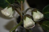 Лот: 4120118. Фото: 4. Глоксиния (Цветущее растение!). Красноярск