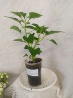 Лот: 11743966. Фото: 3. Бальзамин White Gardenia черенок. Растения и животные