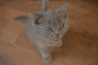 Лот: 6720004. Фото: 2. Британские котята. Животные и уход