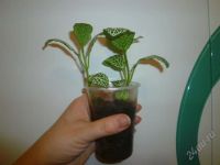 Лот: 1359160. Фото: 3. фиттония *. Растения и животные