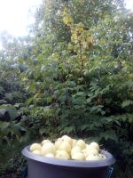 Лот: 14523890. Фото: 2. Ранетка (цена за 10 литров). Продукты