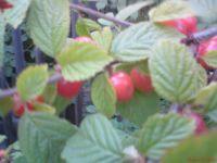 Лот: 1907407. Фото: 2. вишня войлочная. Продукты