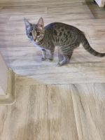 Лот: 15787601. Фото: 4. Бенгальский котёнок, девочка. Красноярск