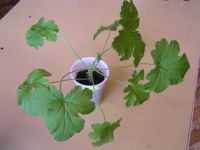 Лот: 1384368. Фото: 2. Пеларгония душистая лимоннопахнущая... Семена, рассада, садовые растения