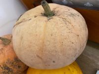 Лот: 4064134. Фото: 2. Тыква / тыквы / тыковки / 5 кг... Продукты