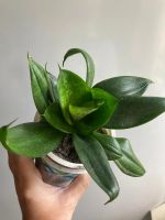 Лот: 25438523. Фото: 2. Щучий хвост розеткой. Комнатные растения и уход