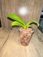 Лот: 21791963. Фото: 6. Орхидея фаленопсис Phal. Jia Ho...