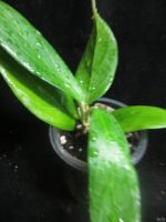 Лот: 13558946. Фото: 3. Хойя.Hoya UT-039 Flores Island... Растения и животные