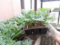 Лот: 7442616. Фото: 2. Продаем рассаду . Большой ассортимент... Семена, рассада, садовые растения