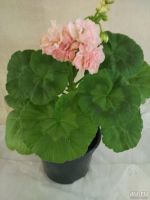 Лот: 6222543. Фото: 3. Пеларгония карликовая Dowepoint... Растения и животные