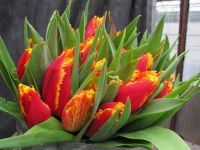 Лот: 15111835. Фото: 7. Тюльпаны оптом Кемерово сорт Fabio