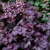 Лот: 12492813. Фото: 2. Гейхера Рекс Пепл (Heuchera Rex... Семена, рассада, садовые растения